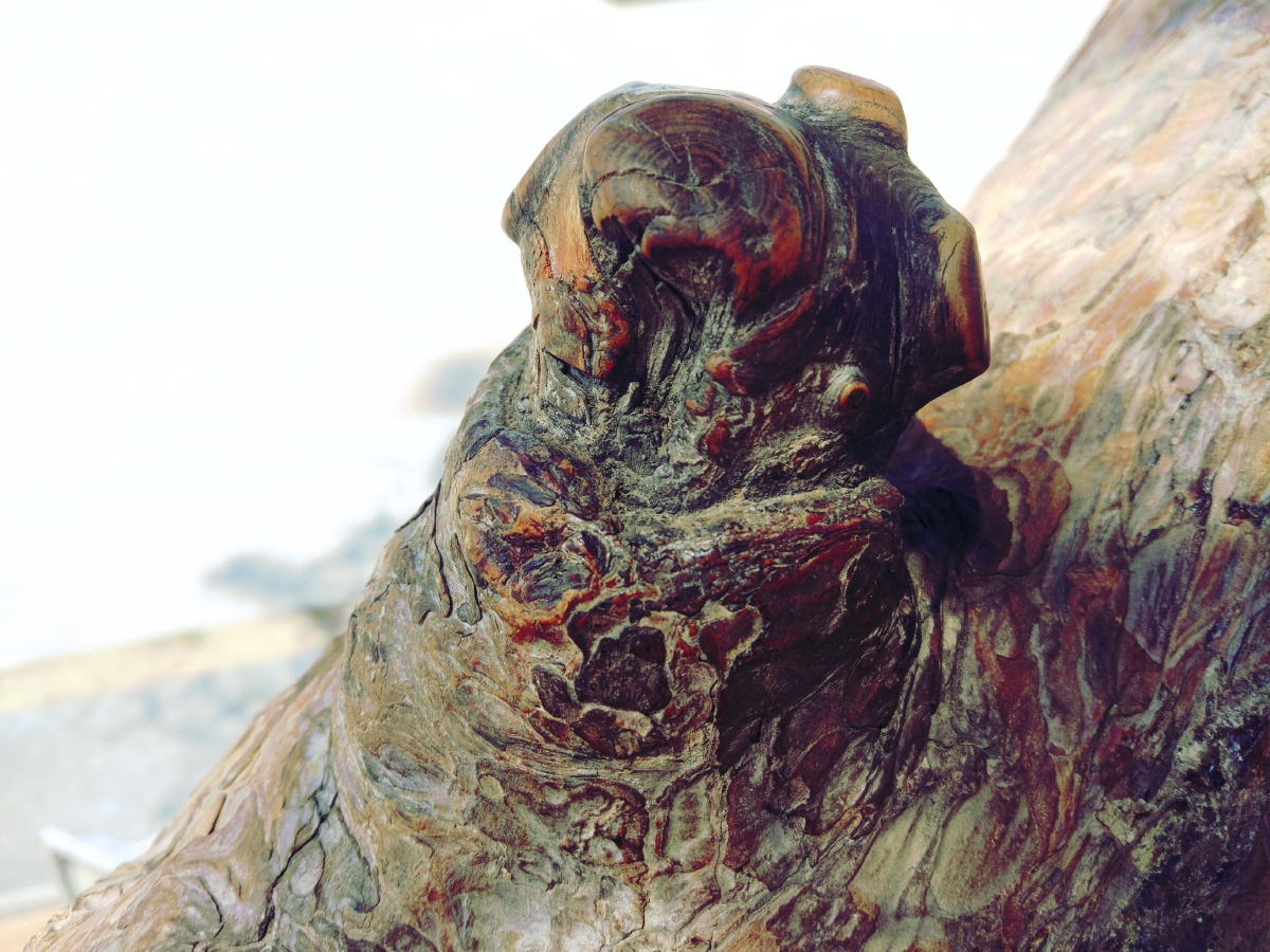 一棵松树的小树疙瘩