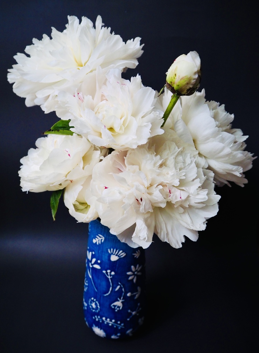 贵妃出浴,白色芍药 - jocelyn琳家熊仔 - 图虫