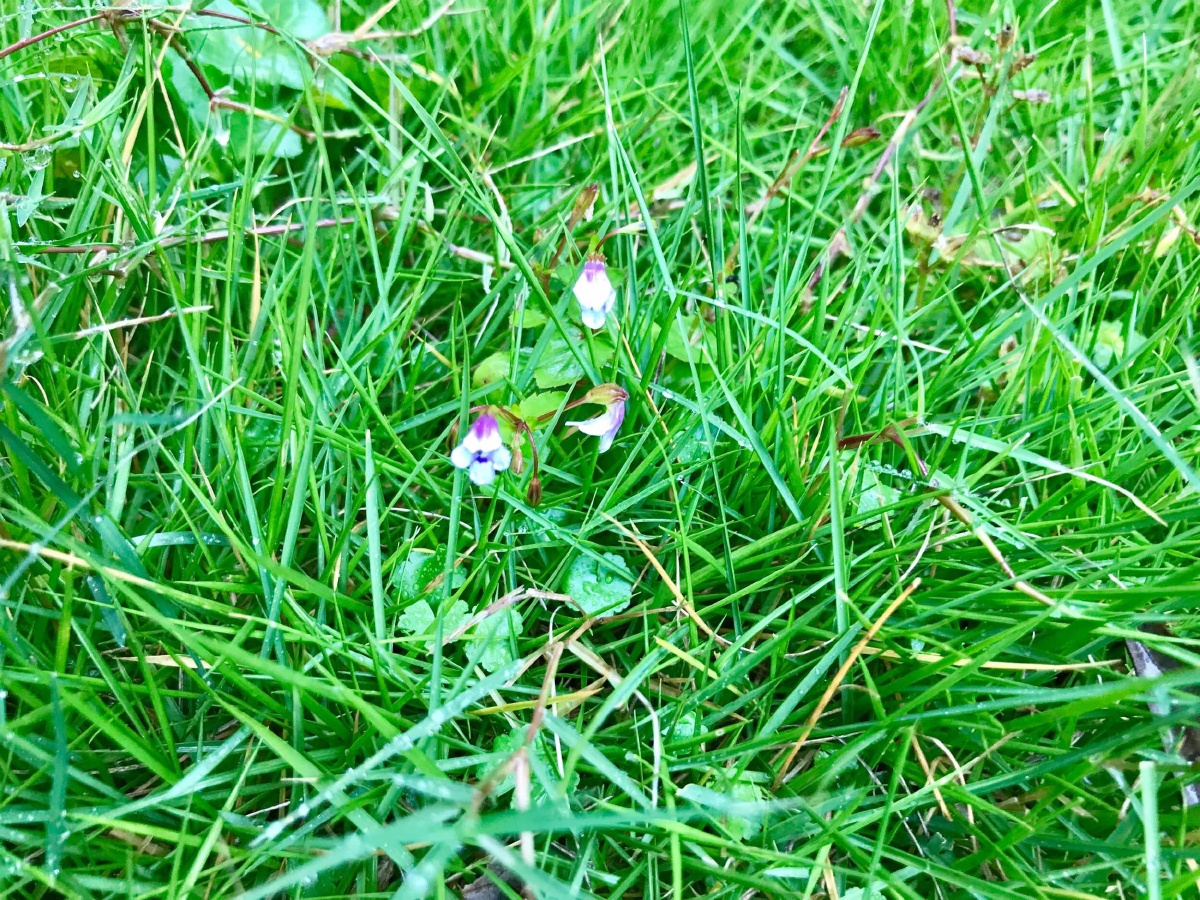 就如花花草草一般适应阴晴雨露,饱含能量,自在自如.