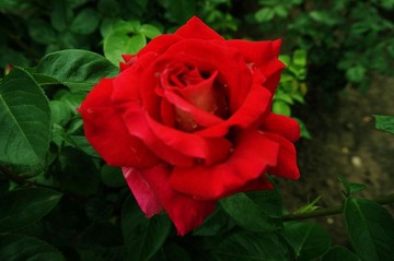 DSC01075_副本.jpg