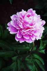 DSC01214.jpg
