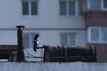 51608