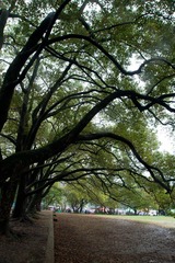 DSC09727.jpg