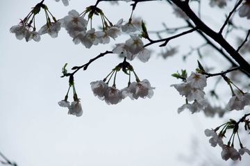 DSC09906.jpg