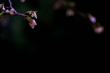 7DSC08170