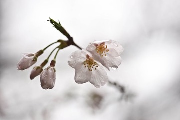 20DSC08268
