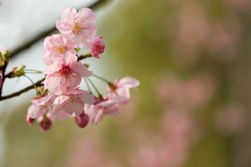 32DSC09418