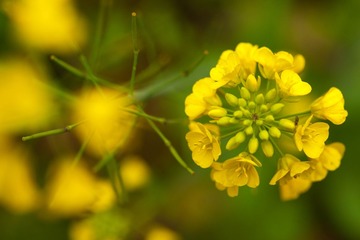 36DSC08381