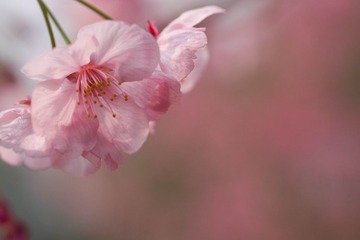 37DSC09431