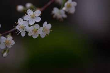 53DSC08507