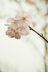 68DSC09550
