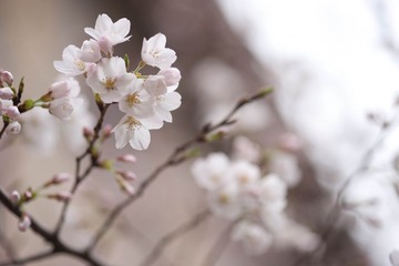 99DSC08803