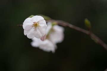 157DSC09033