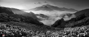 竹筒坦_全景图1有菊花黑白a