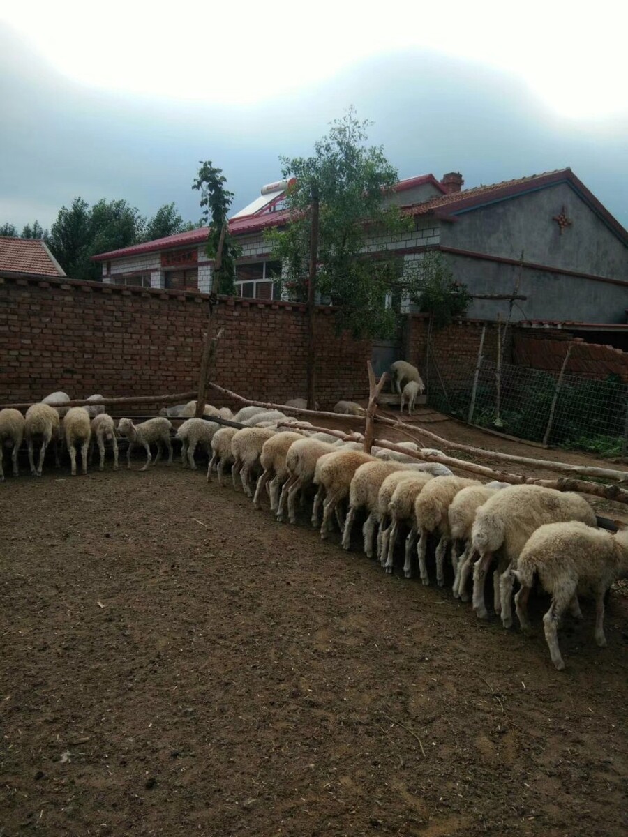 养羊养殖场厂建设图片