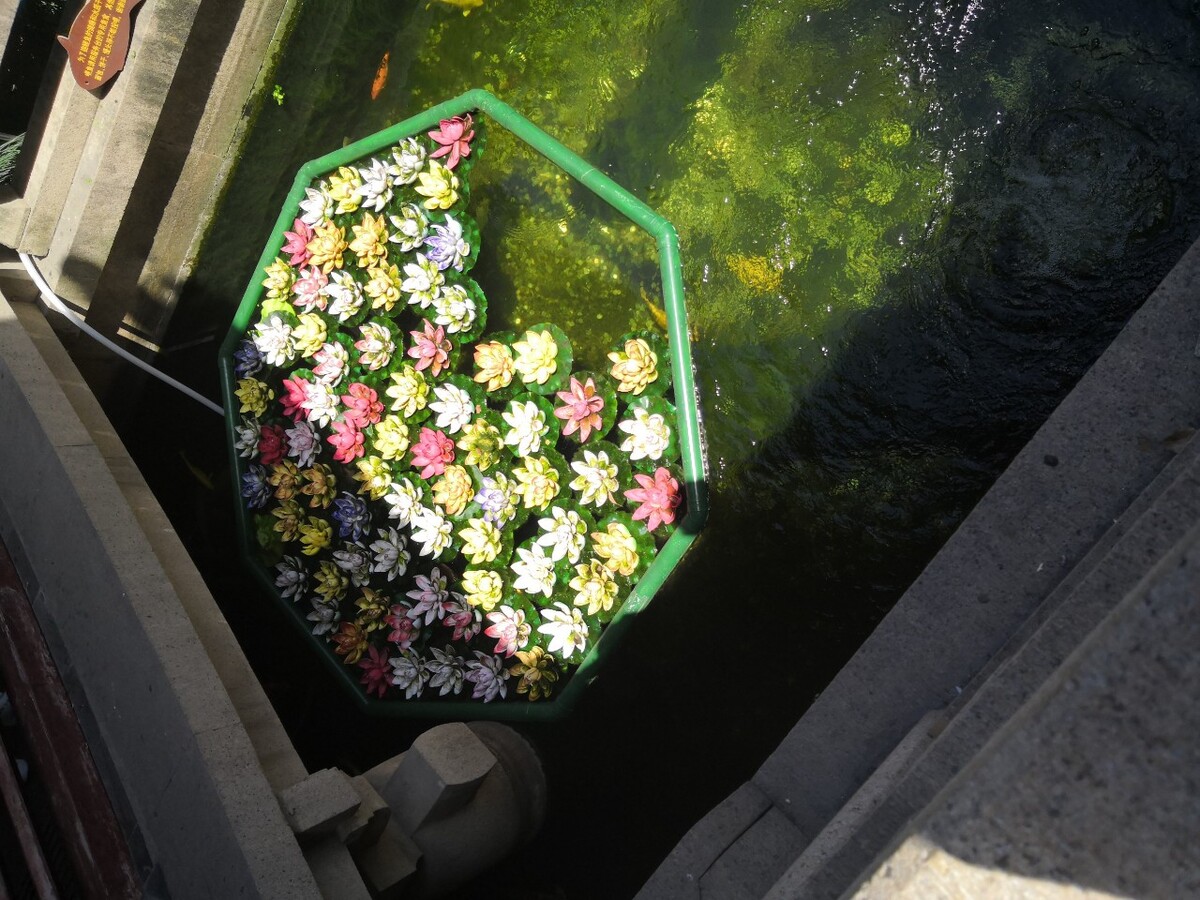 荷花?