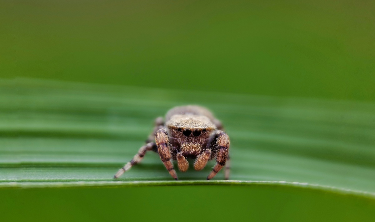 摄影圈子华为摄影爱好者微虫世界圈子手机微距昆虫#蜘蛛还没有人打赏