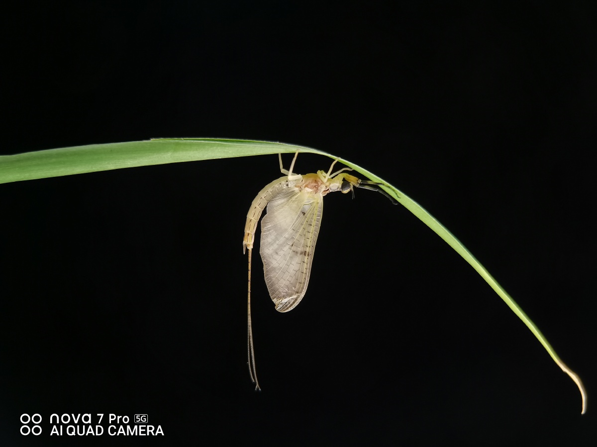 华为摄影爱好者你好微观世界微距摄影公开小组微虫世界圈子神奇微距