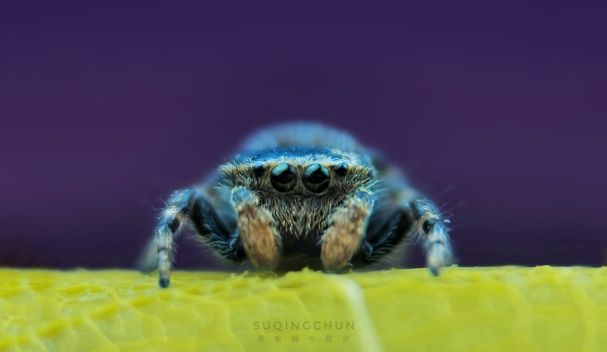 华为摄影爱好者你好微观世界微虫世界圈子神奇微距世界"星视界"手机