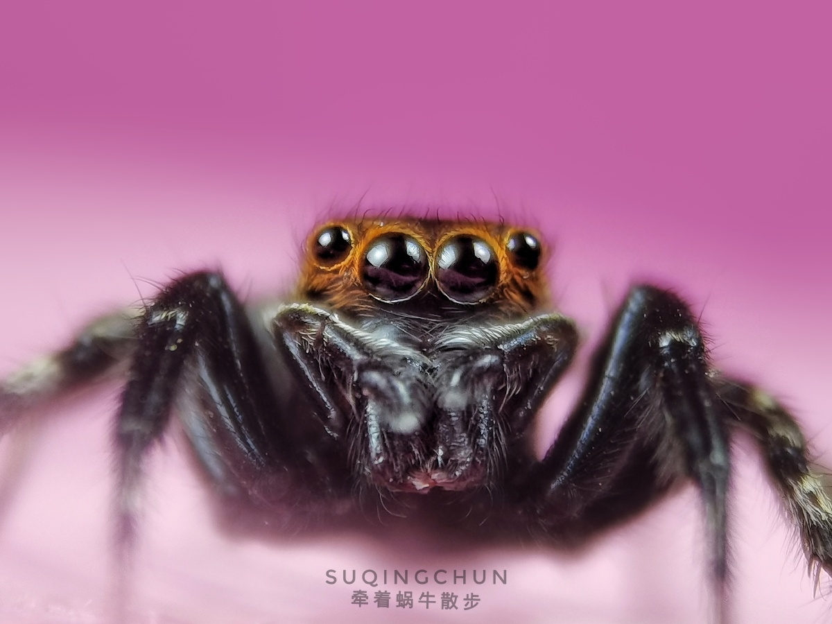 微距摄影公开小组mppa视角中国手机摄影昆虫摄影圈子华为摄影爱好者微