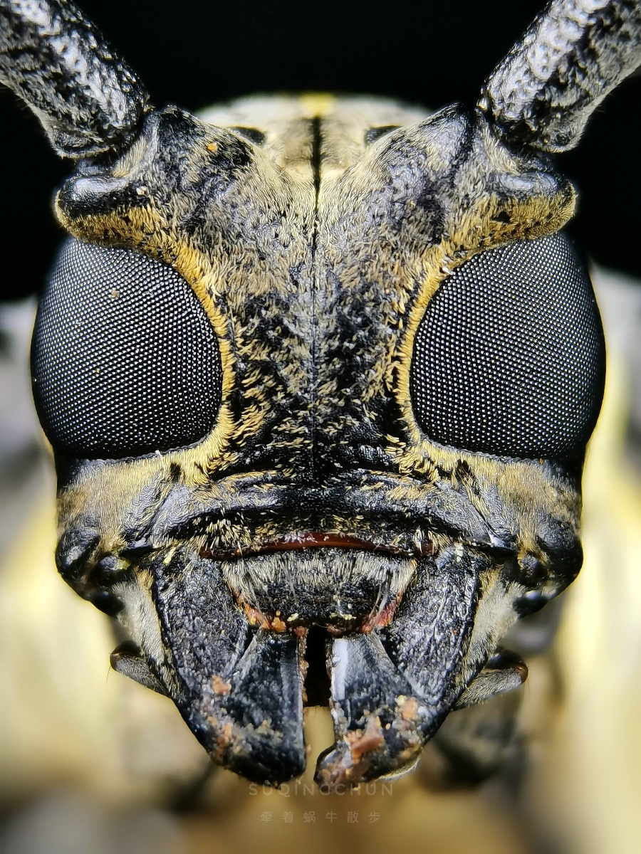 天牛复眼华为nova7pro酷帕微距镜头拍摄