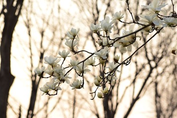 CHJ_4228