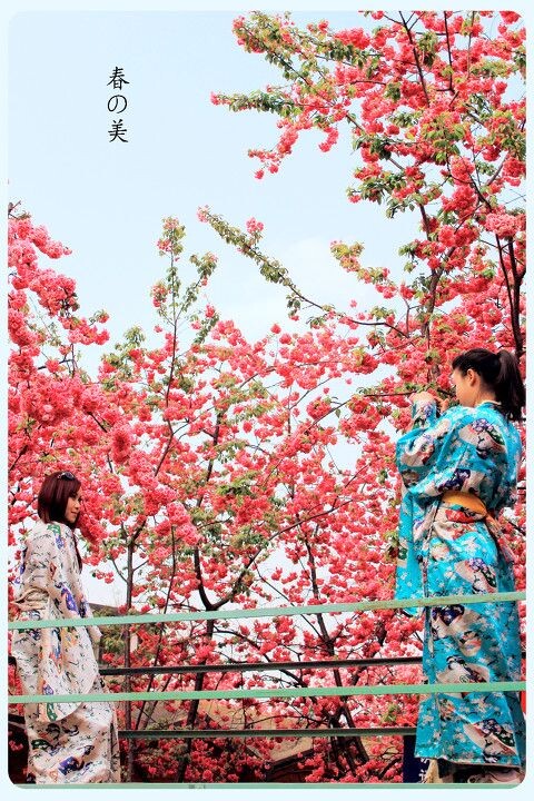 春之美<br />
春天的云南，景美人更美