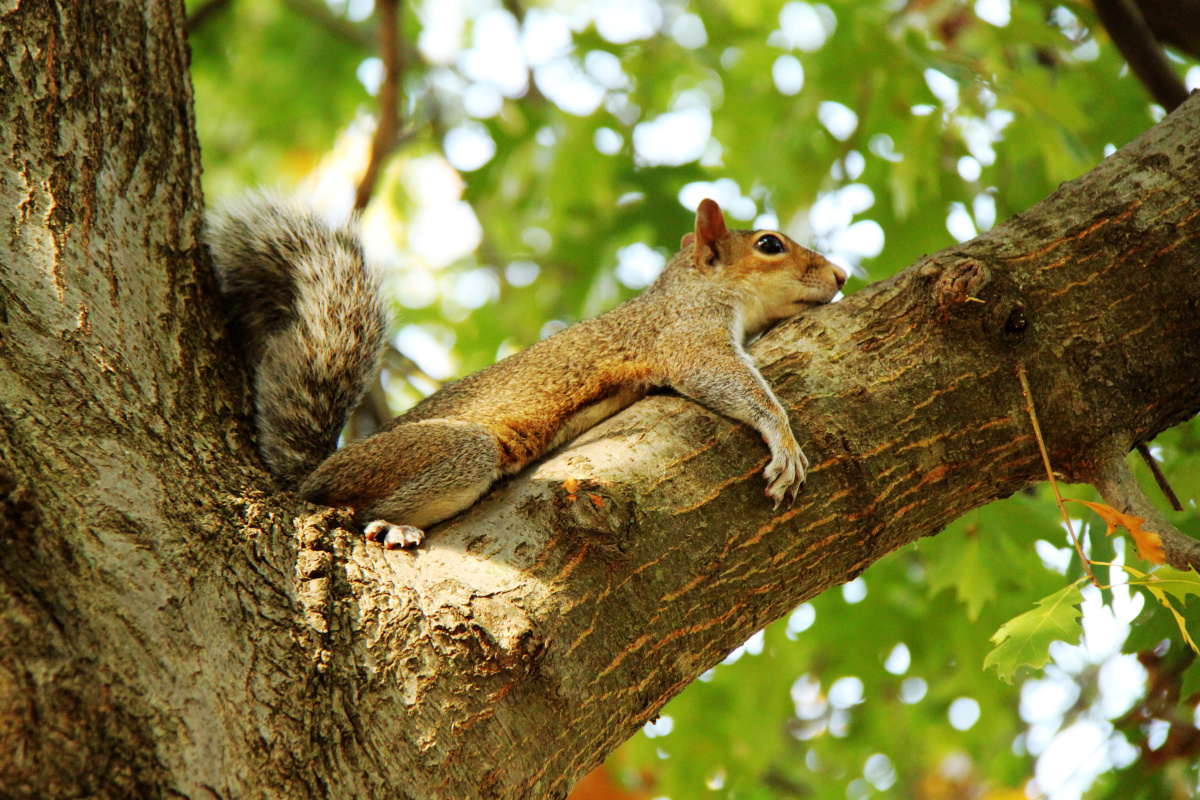 树荫下乘凉的松鼠