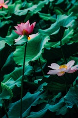 DSCF0611