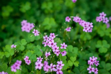 20130525-DSC_7249.jpg