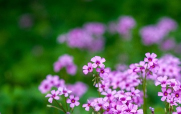 20130525-DSC_7252.jpg