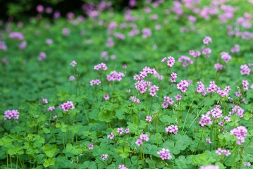 20130525-DSC_7253.jpg