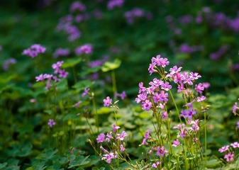 20130525-DSC_7264.jpg