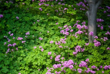 20130525-DSC_7293.jpg
