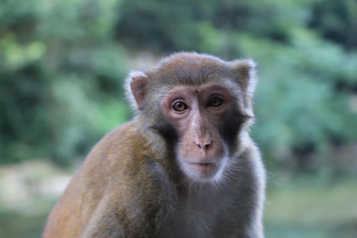 好凶的猴子,? - 萌新老法师 - 图虫网 - 优质摄影师交流社区