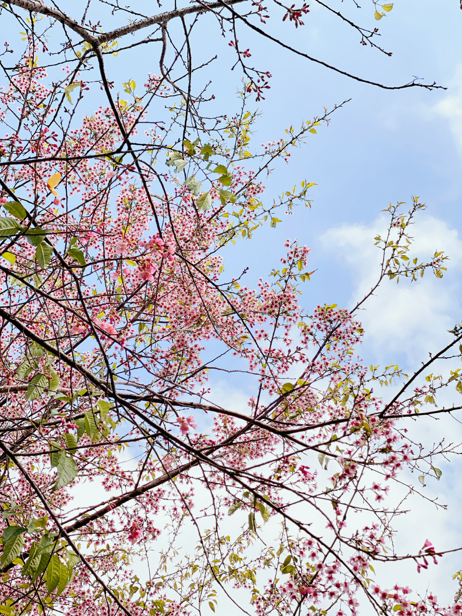 泉州开元寺樱花盛开