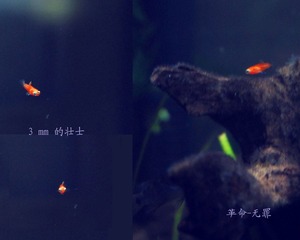 月光