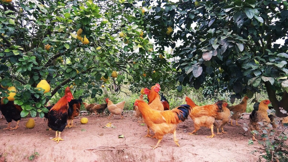 飞鸡养殖视频,七彩田鸡养殖攻略:先建鸡舍再放种子鸡