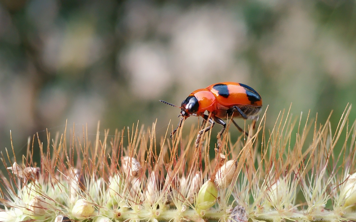 《针途·征途》小米note3 jlss手机微距镜头