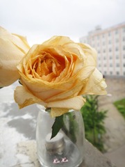 DSC01429.jpg