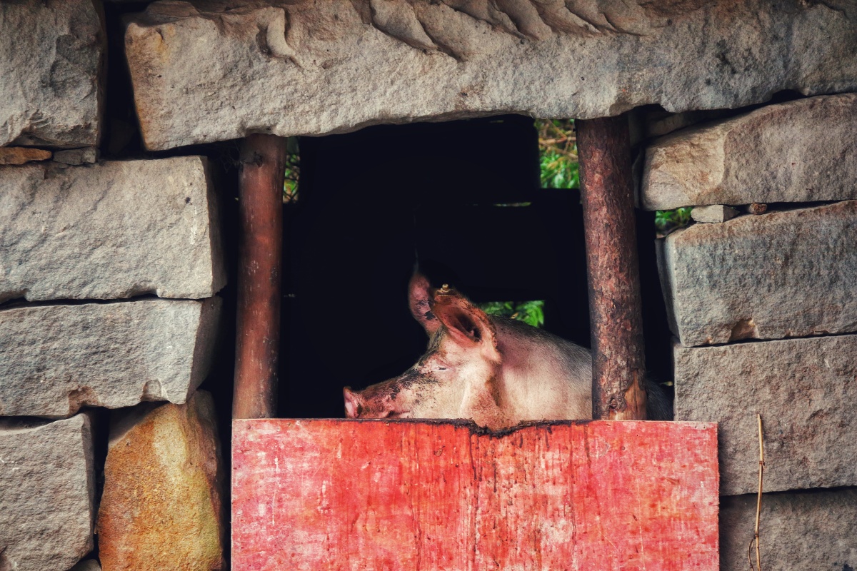 饿惨了的猪在哼唧呀