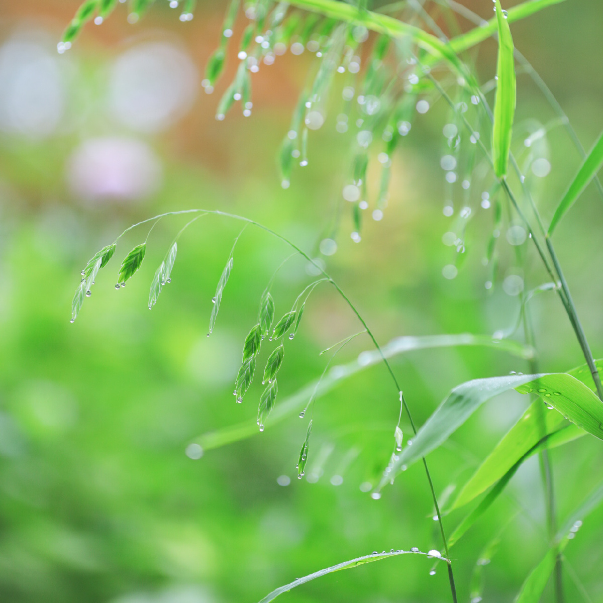 雨后的晶莹剔透 - kino2020 - 图虫