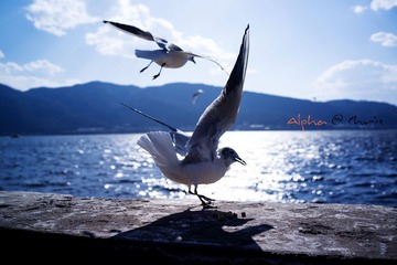 DSC00117.jpg