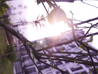 _1100358.JPG