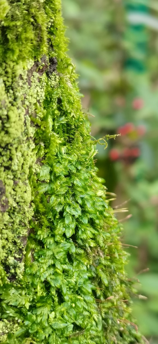 夏季雨后苔藓绿色植物
