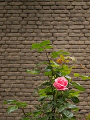IMG_0366-1.jpg