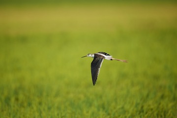 _DSC2912-1
