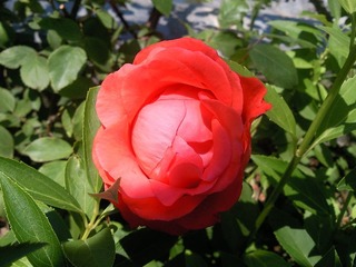 SNC00311.jpg
