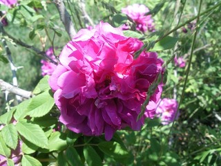SNC00323.jpg
