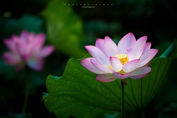 _MG_5073.jpg